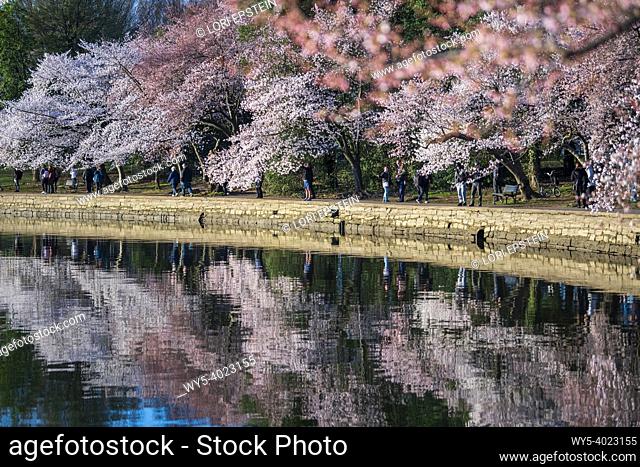 Pink blossoms of the Japanese Cherry trees are reflected in the Tidal Basin on the National Mall in Washington, D. C