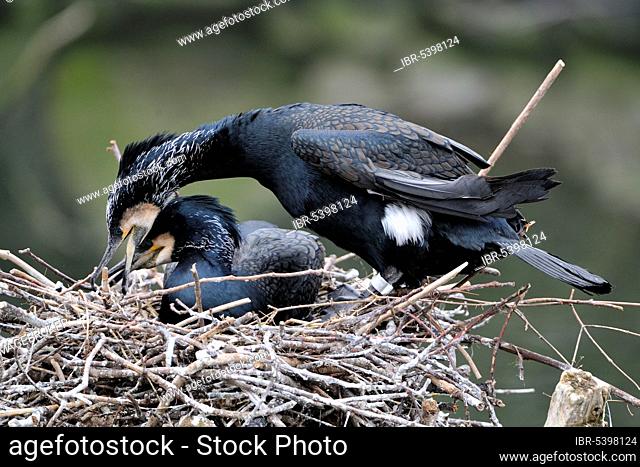 Cormorants (Phalacrocorax carbo), pair at nest