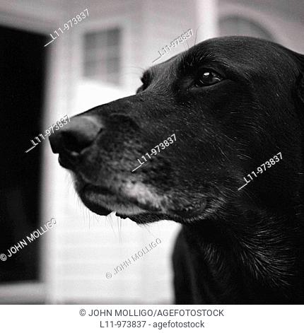Black labrador retriever in close-up