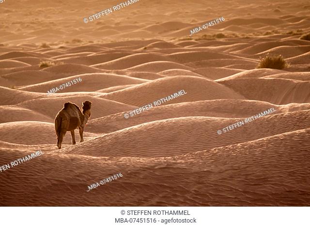 Camel in the desert, Tunisia
