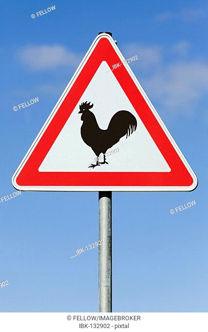 Attention! Avian influenza
