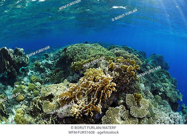 Reef Top with Hard Corals, Fury Shoals, Marsa Alam, Red Sea, Egypt