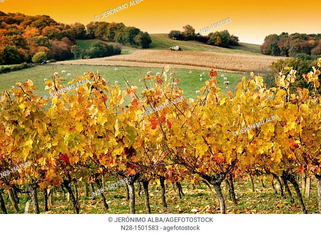 Vineyard, corn fields and cattle near Manciet, Gers, Midi-Pyrenees, France