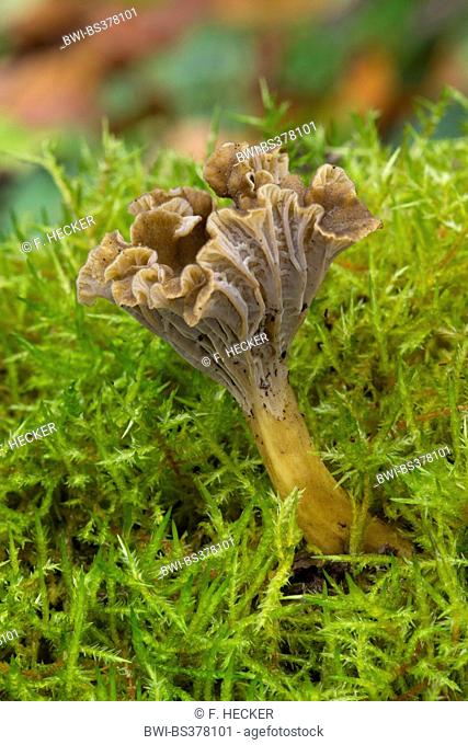 Trumpet Chanterelle, Yellowfoot, winter mushroom, Funnel Chanterelle (Craterellus tubaeformis, Cantharellus infundibuliformis, Cantharellus tubaeformis)