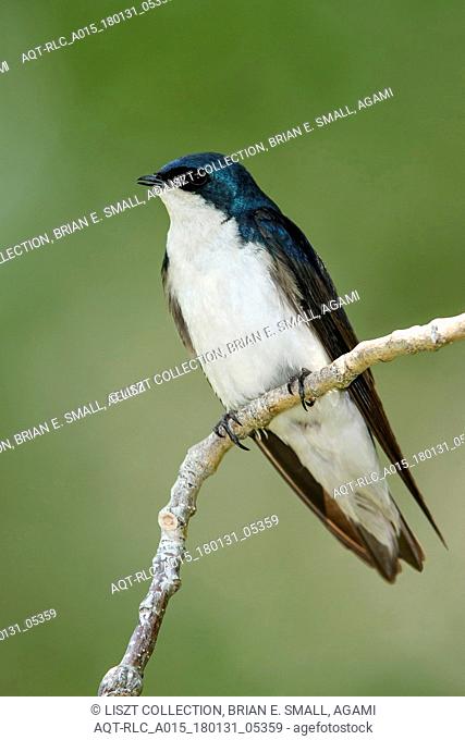 Tachycineta bicolor, Tree Swallow