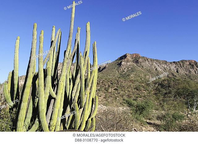 Central America, Mexico, Baja California Sur, Sierra San Francisco, semi desert landscape, cacti