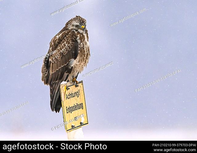 10 February 2021, Brandenburg, Mallnow: A buzzard (Buteo buteo) looks out for food on a sign. The buzzard is the most widespread bird of prey in Central Europe