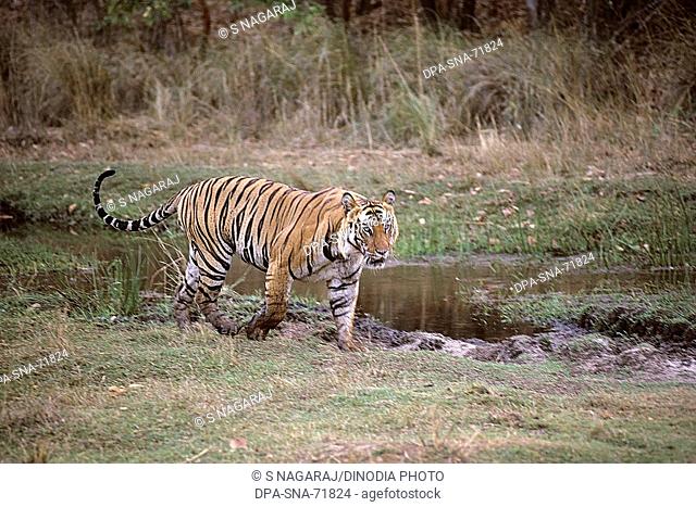 Tiger walking (Panthera tigris) , Bandhavgarh National Park , Madhya Pradesh , India