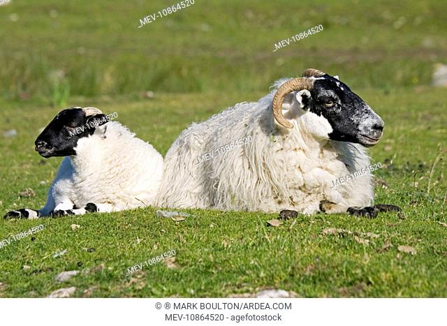 Scottish black-faced ewe and lamb. Isle of Mull, Scotland, UK