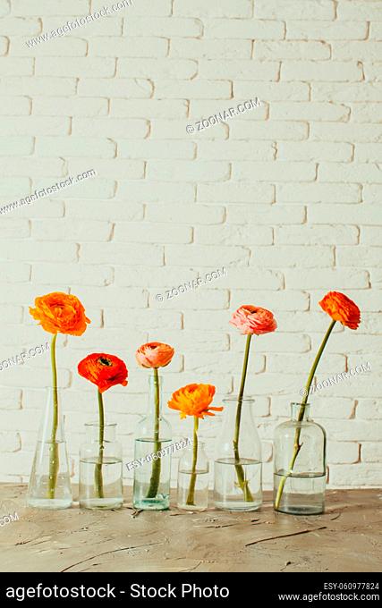 Single ranunculus buttercup flowers each in small glass bottle on white background. Beautiful tender spring flowers in vintage vases