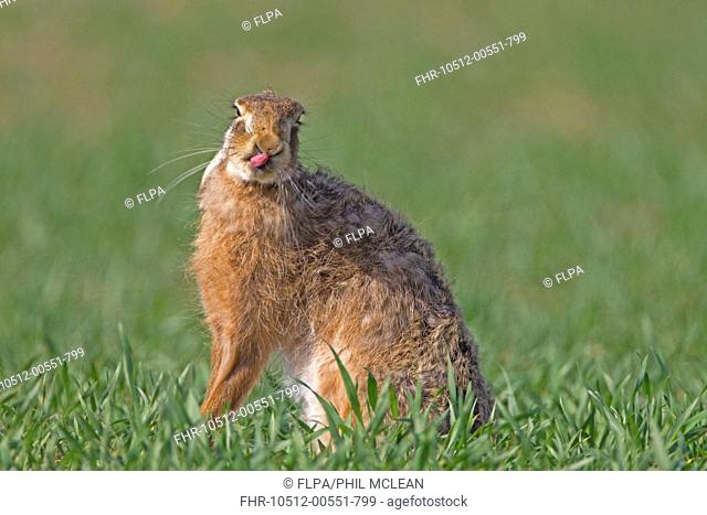 European Hare Lepus europaeus adult, licking nose with tongue, sitting in crop field, Berwickshire, Scottish Borders, Scotland, april