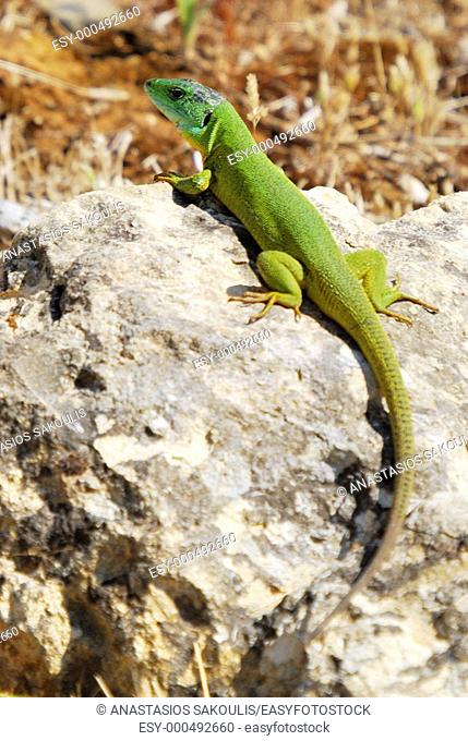 Balkan Green Lizard (Lacerta, trilineata)