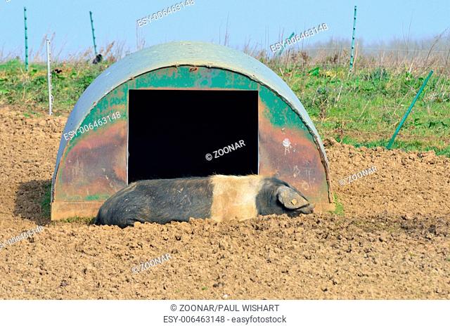 Free range pig lying down