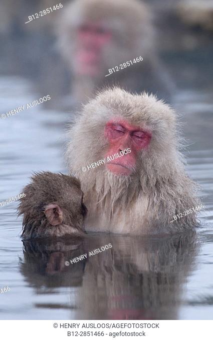 Japanese macaque or snow japanese monkey, baby and mom in onsen (Macaca fuscata), Japan