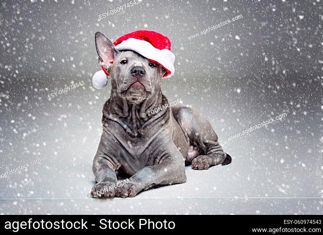 beautiful 3 months old thai ridgeback puppy dog in red christmas hat. studio shot on grey background. copy space