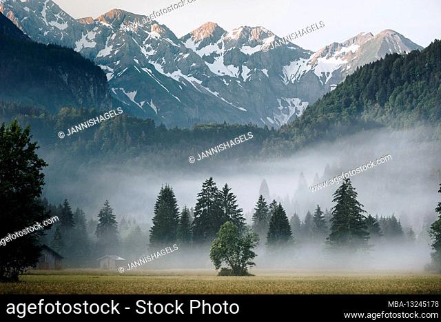 Sunrise over a meadow near Oberstdorf. In the background, the Allgäu high Alps extend behind foggy trees and forests / forest sections