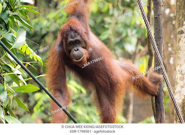 Borneo Orang Hutang
