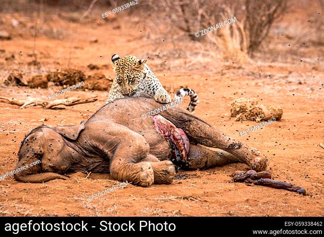 Leopard feeding on a Elephant carcass in the Kruger National Park, South Africa