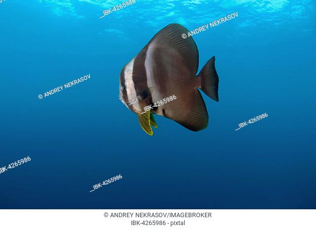 Orbicular Batfish, Circular Batfish, Orbiculate Batfish, Round Batfish or Orbic Batfish (Platax orbicularis), Indian Ocean, Maldives