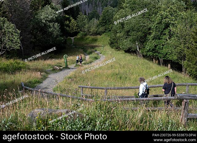 PRODUCTION - 22 July 2023, Lower Saxony, Bad Harzburg: Holidaymakers walk along a hiking trail near Torfhaus in the Harz Mountains