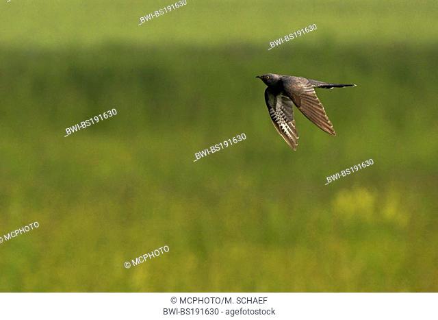 Eurasian cuckoo (Cuculus canorus), flying, Germany, Rhineland-Palatinate