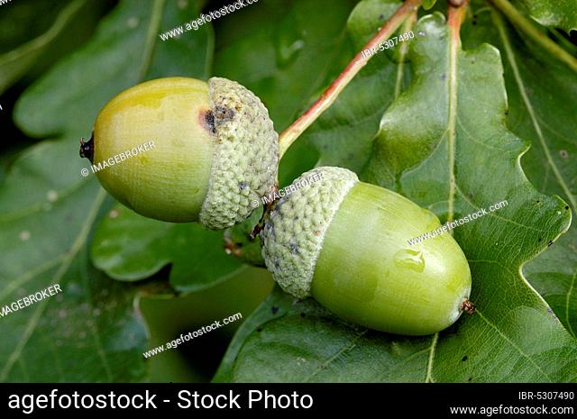 English oak (Quercus robur), North Rhine-Westphalia, Germany, Europe