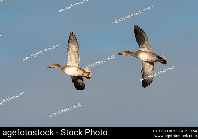 07 November 2023, Brandenburg, Trebbin: 07.11.2023, Trebbin. A male (r) and a female gadwall (Mareca strepera) fly in the sky above a pond in a nature reserve...