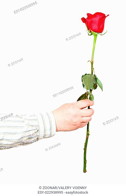 hand handing one flower - red rose isolated