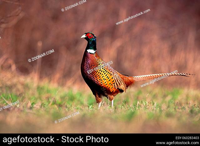 Common pheasant, phasianus colchicus, standing on meadow in springtime nature. Ring-necked bird looking on field in spring