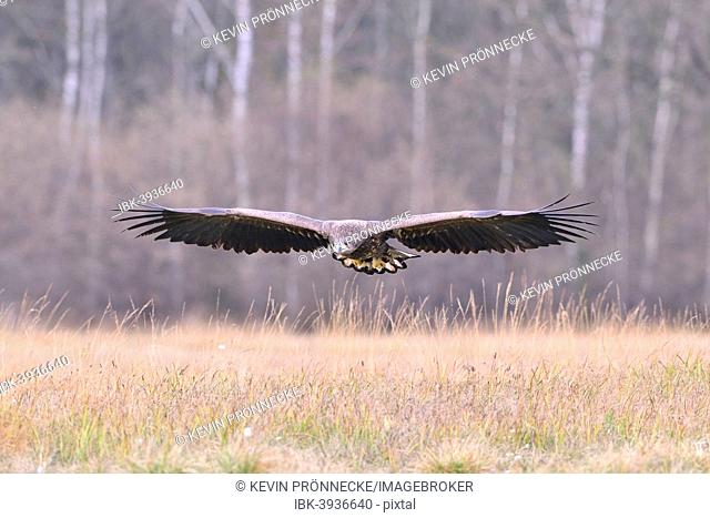 White-tailed Eagle (Haliaeetus albicilla) in flight in an autumn landscape, Kuyavian-Pomeranian Voivodeship, Poland
