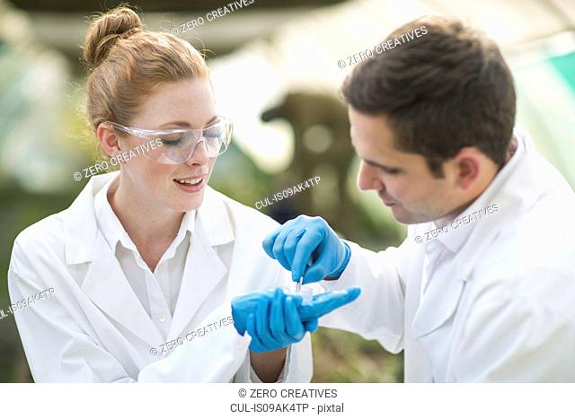 Male and female scientists looking at leaf sample in petri dish