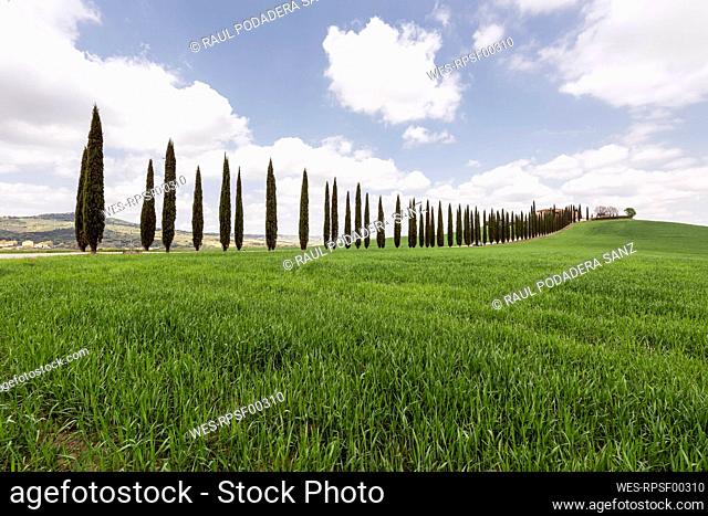 Italy, Tuscany, Grassy meadow and treelined rural road on sunny day