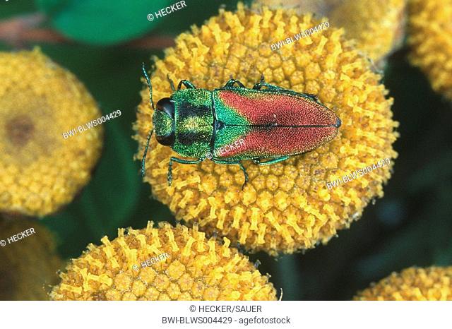 metallic wood boring beetle, metallic wood borer, splendour beetle, buprestid Anthaxia salicis, imago, sitting on a yellow blossom