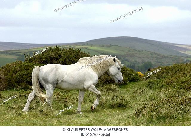 Dartmoor Pony Dartmoor National Park Devon England