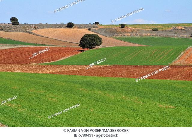 Typical agricultural landscape of rolling fields dotted with trees near Alcaraz, Albacete province, Spain