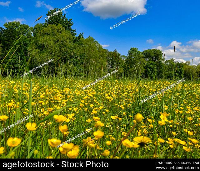 14 May 2020, Brandenburg, Lehde: Bright yellow buttercup flowers bloom on a wet meadow in the Spreewald. The Spreewald is called Blota in Lower Sorbian