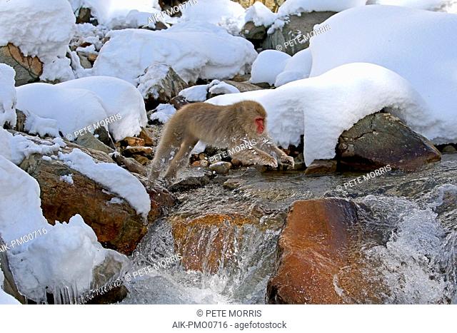 Japanese macaque or Snow Monkey (Macaca fuscata) jumping in the snow
