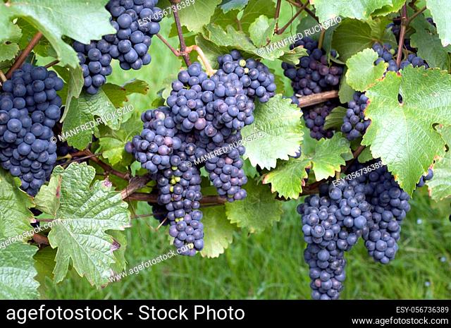 Zweigeltrebe, Blauer Zweigelt, Wein, Weinpflanzen, Reben, Fruechte, Beeren, Obst, -