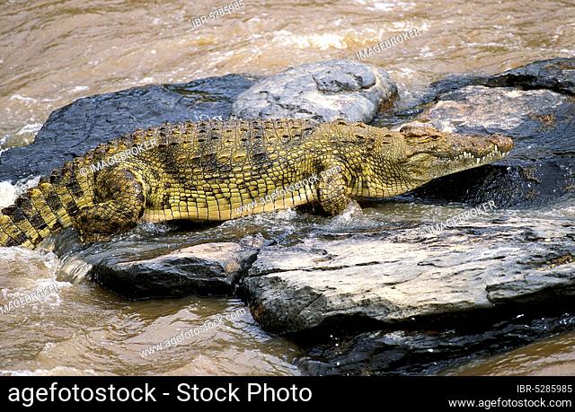 Nile Crocodile (crocodylus niloticus), Adult on Rocks, Masai Mara Park in Kenya
