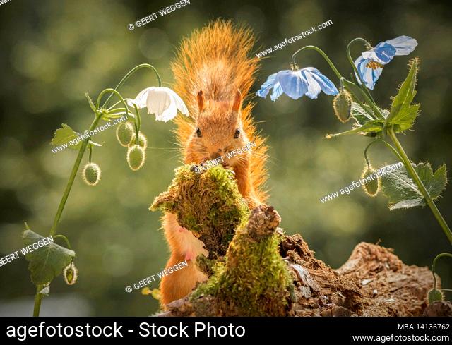 red squirrel standing behind trunk with moss with blue and white poppy flowers looking in the lens