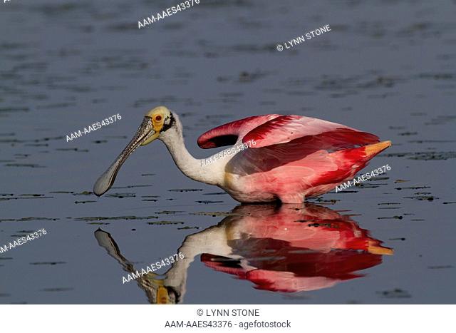 Roseate Spoonbill (Platalea ajaja), in breeding plumage, cocking wings to take off from shallow freshwater lake, early morning; Sarasota County, Florida
