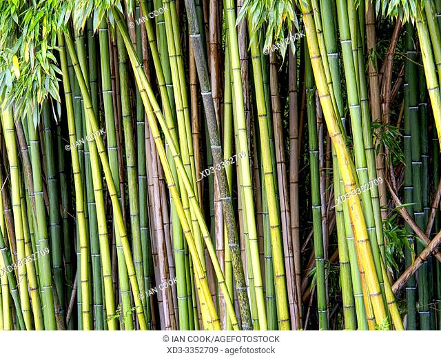 bamboo plantation, Latour-Marliac Garden, Le Temple sur Lot, Lot-et-Garonne Department, Nouvelle Aquitaine, France