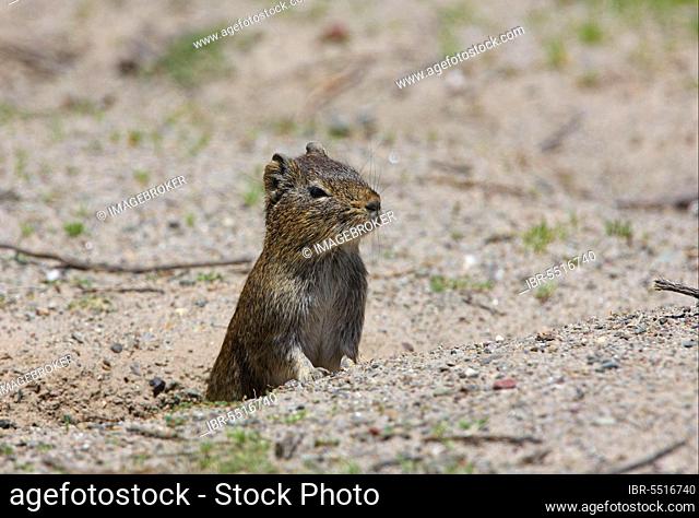 Highland tuco-tuco (Ctenomys opimus), adult, view over mound, Pozuelos National Monument, Jujuy, Argentina, South America