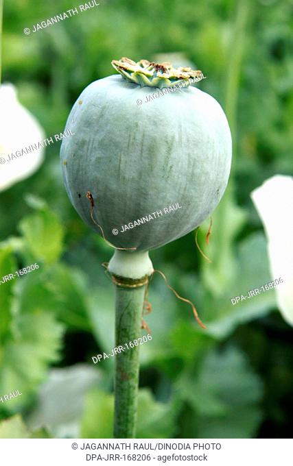 Poppy flowers bulb , Neemuch , Madhya Pradesh , India