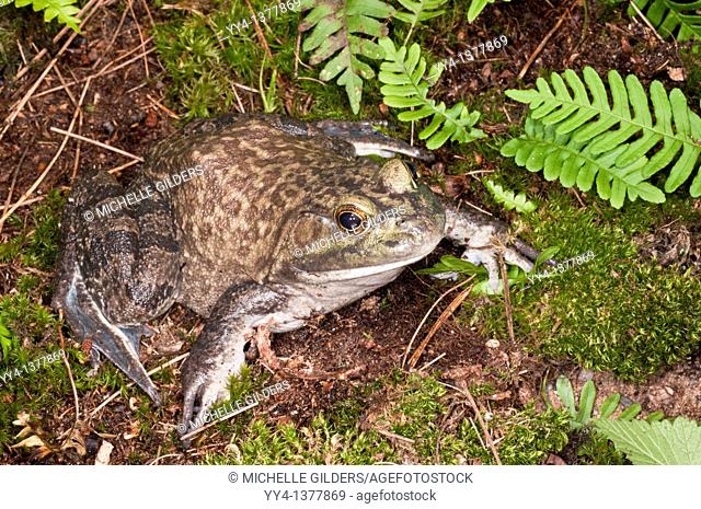 Bullfrog, Rana catesbeiana, native to North America