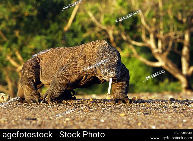 Komodo dragon (Varanus komodoensis) adult, migratory, flicking forked tongue, Komodo N. P. Komodo Island, Lesser Sunda Islands, Indonesia, Marsh, Asia