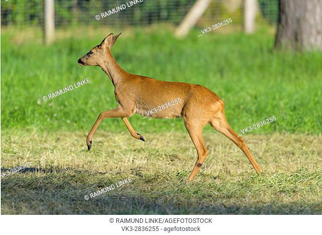 Roe Deer, Capreolus capreolus, Female is jumping, Summer, Germany, Europe