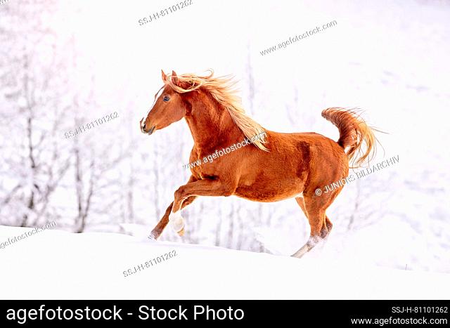 Arab Horse. Chestnut gelding galloping on a snowy pasture. Austria