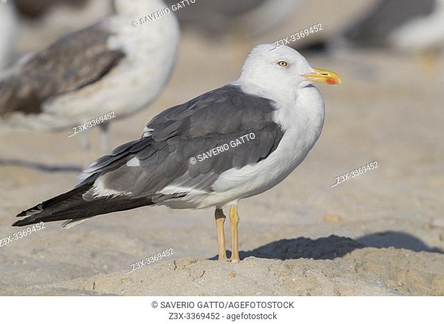 Heuglin's Gull (Larus heuglini), side view of an adult in winer plumage standing on the sand, Dhofar, Oman
