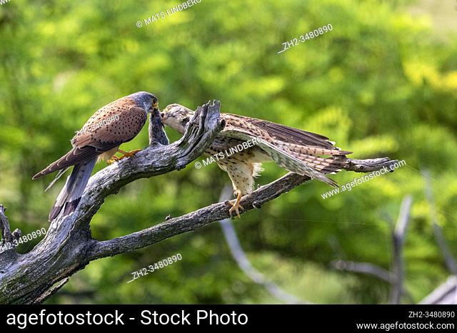 Two Common kestrel, Falco, tinnunculus, sitting in an old tree, male having a vole in his beak, female taking the vole from males beak